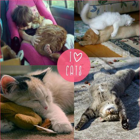 10 Posti in cui il mio Gatto Ama Dormire 10 Posti in cui il mio Gatto Ama Dormire