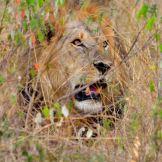 Predatori africani: grazia e potenza visti attraverso un safari fotografico