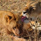 Predatori africani: grazia e potenza visti attraverso un safari fotografico