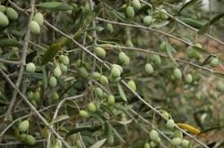 Olivo Maurino olivo maurino 2