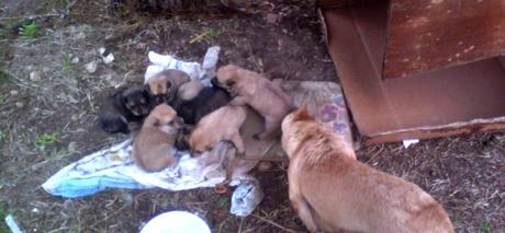 Stornara, cuccioli abbandonati al loro tragico destino