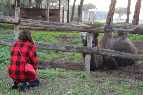 La Fattoria Degli Animali