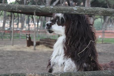 La Fattoria Degli Animali