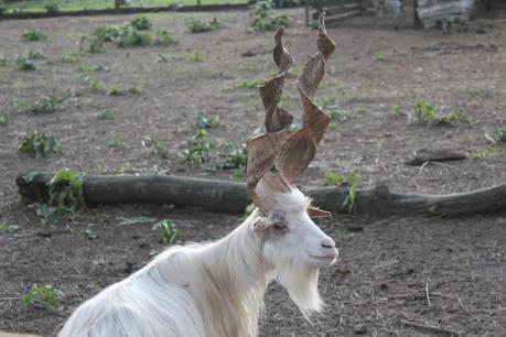 La Fattoria Degli Animali