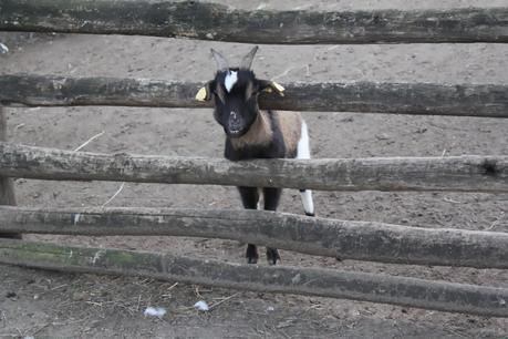 La Fattoria Degli Animali