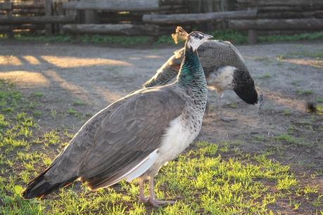 La Fattoria Degli Animali