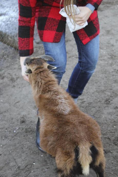 La Fattoria Degli Animali