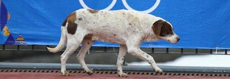 I cani di Sochi sono ‘spazzatura biologica’ – Cerchiamo di fermare un nuovo massacro ed evitare lo stesso inferno di Kiev