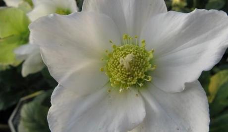 Ditelo con un fiore, se vi pare: l’elleboro elleboro