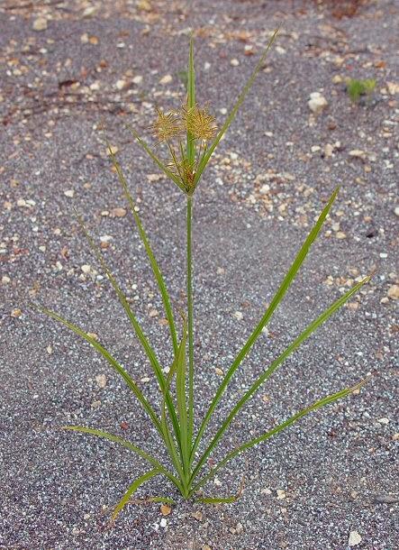 Il quadrello (Cyperus esculentus L.)