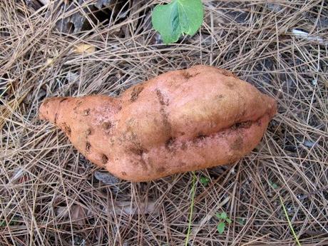 A un giovane di Lecce conviene lavorare un mese per coltivare un ettaro di patata dolce o  batata (Ipomoea batatas L.) a Frigole?