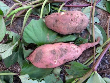 A un giovane di Lecce conviene lavorare un mese per coltivare un ettaro di patata dolce o  batata (Ipomoea batatas L.) a Frigole?