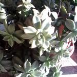 IMG 20140207 154016 150x150 Recensione Mediacom PhonePad G702 recensioni tablet Smartphone phonepad phablet mediacom g702 IMG 20140207 154016 150x150 Recensione Mediacom PhonePad G702 recensioni tablet Smartphone phonepad phablet mediacom g702