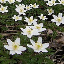 Anemone nemorosa