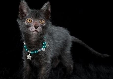 Likoycat: la nuova razza di gatto lupo mannaro conquista tutti Likoycat (foto www.likoycat.com)