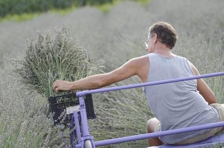 raccolto lavanda di Venzone