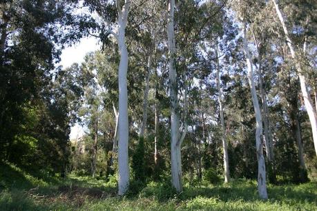 Alberi%20Eucalipto_JPG Alberi%20Eucalipto_JPG