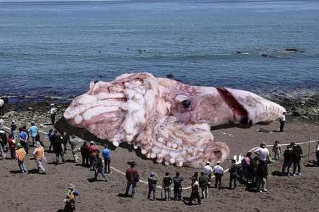 Di calamari giganti, bovini d’acqua e pesci primaverili