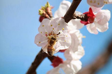 L'immagine rappresenta un ramo di ciliegio in fiore e un'apre che sta impollinando. Sullo sfondo un bellissimo cielo azzurro.