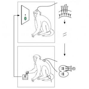 Ispirato dal film Avatar, scienziato connetta due scimmie con un microchip