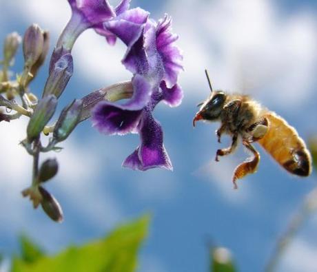 Salviamo le api e salveremo tutto l’ecosistema
