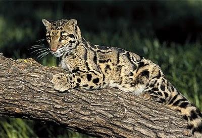 Leopardo nebuloso di Sonda