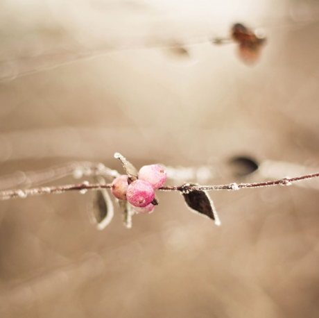 Inverno in giardino: scatti di poesia.