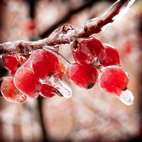 Inverno in giardino: scatti di poesia.