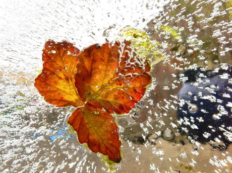 Inverno in giardino: scatti di poesia.