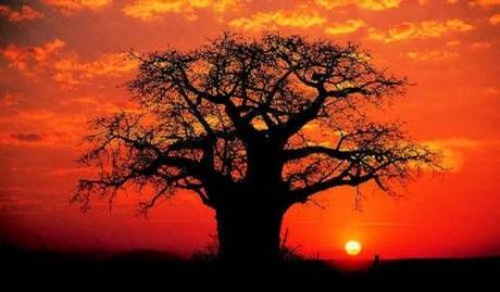 Il baobab, un ponte tra cielo e terra
