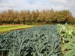 Il Cavolo Nero Il Cavolo Nero