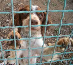 Un errore burocratico ne minaccia la vita cane
