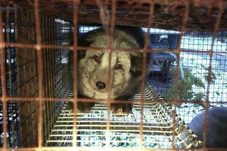 Video inchiesta di Four Paws - Allevamento da pelliccia di volpi e procioni