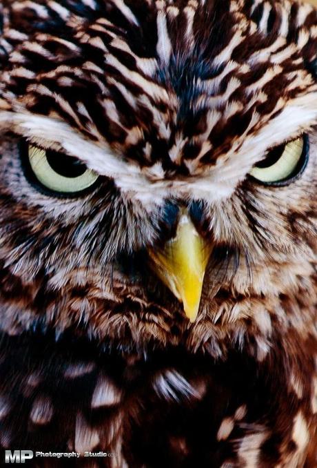 Si scrutano l'un l'altro! Si scrutano l'un l'altro!