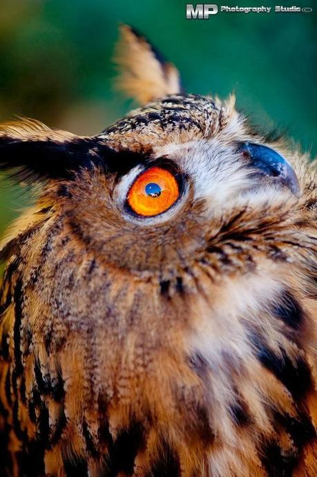 Si scrutano l'un l'altro! Si scrutano l'un l'altro!