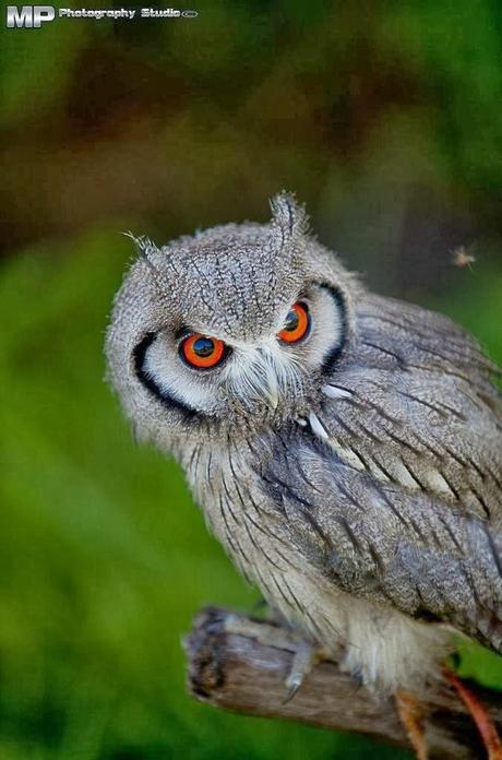 Si scrutano l'un l'altro! Si scrutano l'un l'altro!