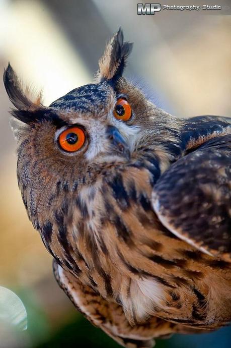 Si scrutano l'un l'altro! Si scrutano l'un l'altro!