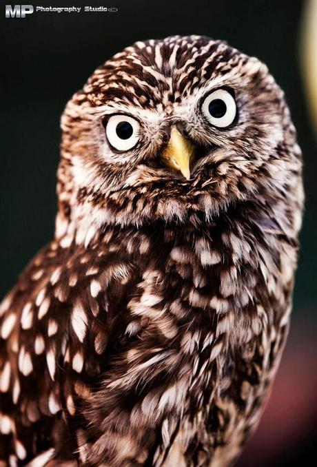 Si scrutano l'un l'altro! Si scrutano l'un l'altro!