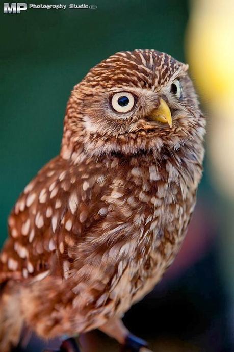 Si scrutano l'un l'altro! Si scrutano l'un l'altro!