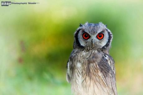 Si scrutano l'un l'altro! Si scrutano l'un l'altro!