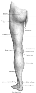 Muscoli posteriori arto inferiore