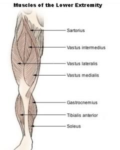 Flessori dell'anca