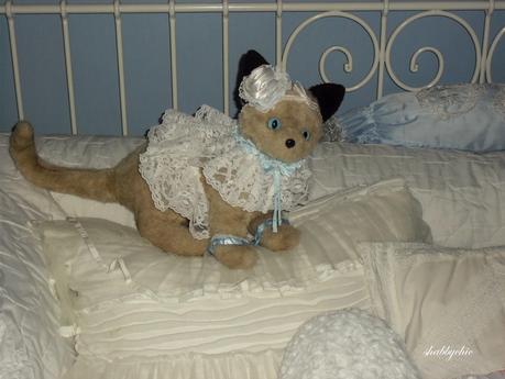 shabbychic, the cat shabbychic, the cat