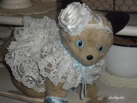 shabbychic, the cat shabbychic, the cat