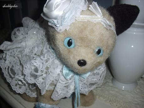 shabbychic, the cat shabbychic, the cat