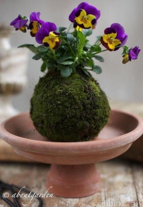 Kokedama S.C.