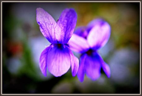 Una violetta... per un desiderio!