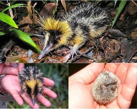 Tenrek (Hemicentetes semispinosus)