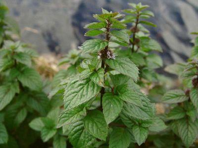 menta brasiliana