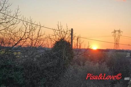 Pisa maremmonti*. Pisa maremmonti*.